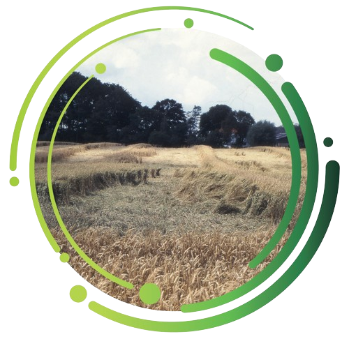 Cereal Crop Image