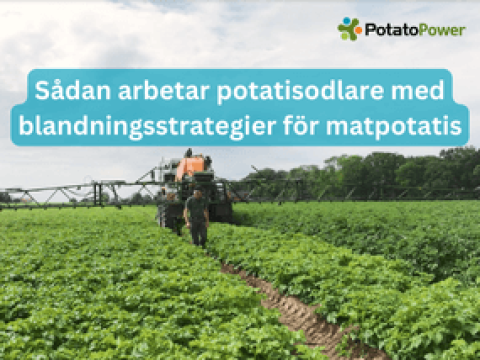 potatisbladmögel