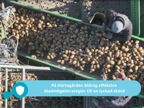 Bladmögel försök