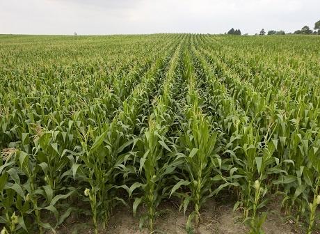 Majs Syngenta