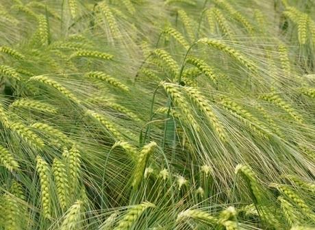 Hyvido Hybrid vinterbyg fra Syngenta