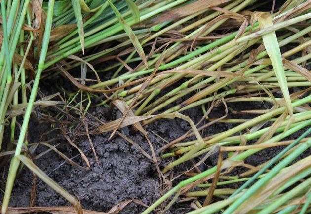 Bild av Rotliggsäd- rötternas förankring i marken brister så att strået välter. Det bidrar till stora förluster då plantans vatten- och näringsupptag rubbas, vilket resulterar i skördeförluster.
