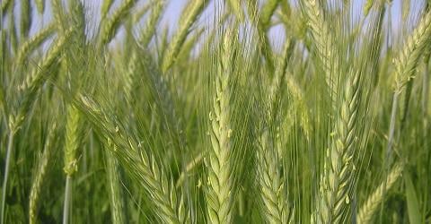 Produkter till triticale