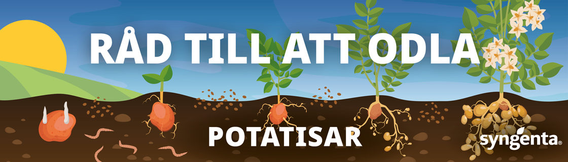 Läs mer om potatis och de problem som kan uppstå på fältet