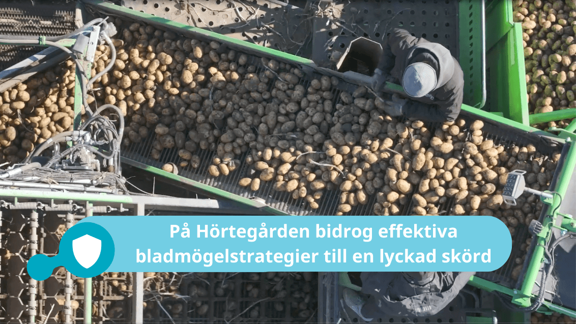 Bladmögel försök