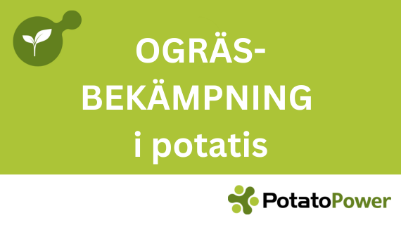 Ogräsbekämpning i potatis