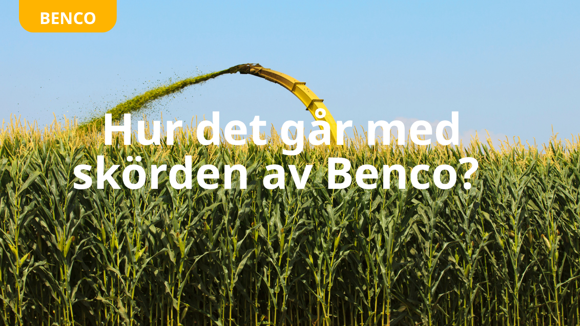 Skörd av Benco majs