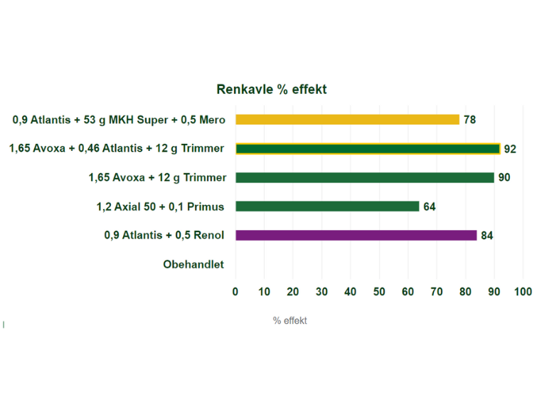 Ett försök från Klagstrop 2023 visar att den bästa strategin mot renkavle inkluderar Avoxa. Försök med höstvete, sprutas vid tillväxtstart på våren.