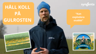 GULROST: Den tidiga smittan som kan sänka skörden rejält - Fläckfritt med Erik