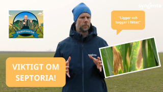 SEPTORIA (Svartpricksjuka): Viktigt att hålla koll i flaggbladsstadiet​ - Fläckfritt med Erik