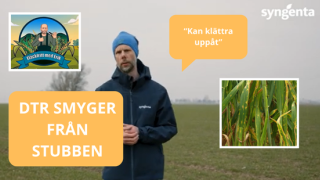 DTR : Vetets bladfläcksjuka, smittan från stubben - Fläckfritt med Erik