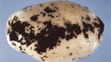 Svartskurv i potatis