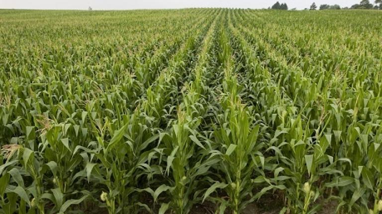 Majs Syngenta