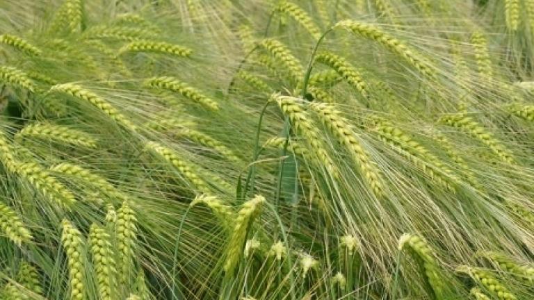 Hyvido Hybrid vinterbyg fra Syngenta