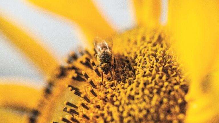 Bidrag till biologisk mångfald