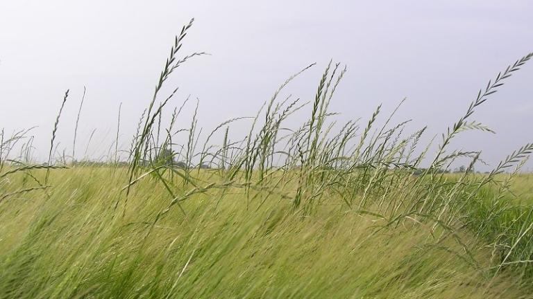 Rajgräs