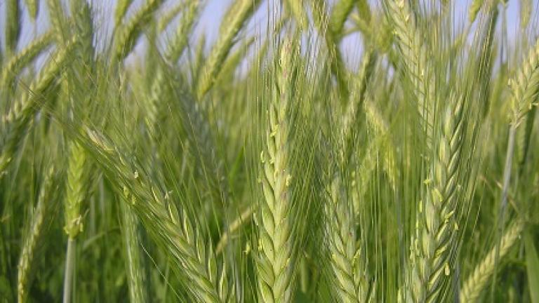 Produkter till triticale