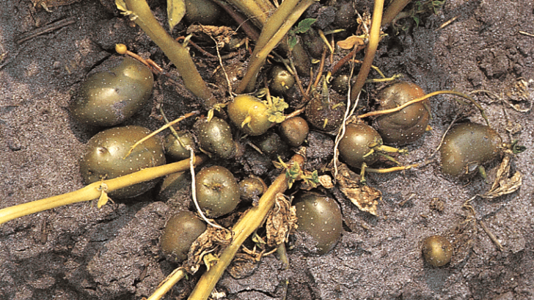 Svartskurv i potatis