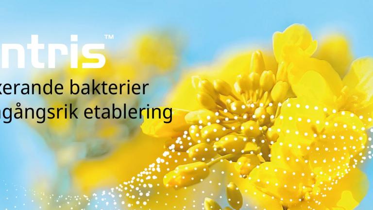 NIENTRIS - Kvävefixerande bakterier