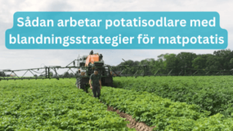 potatisbladmögel