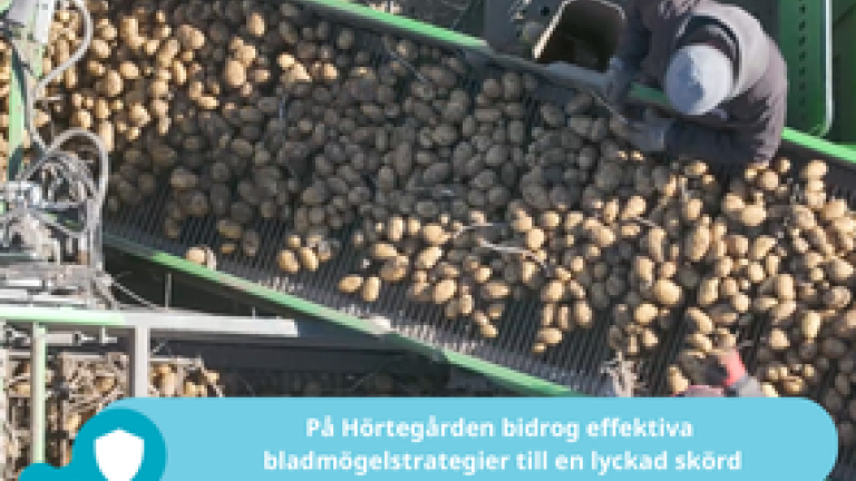Bladmögel försök