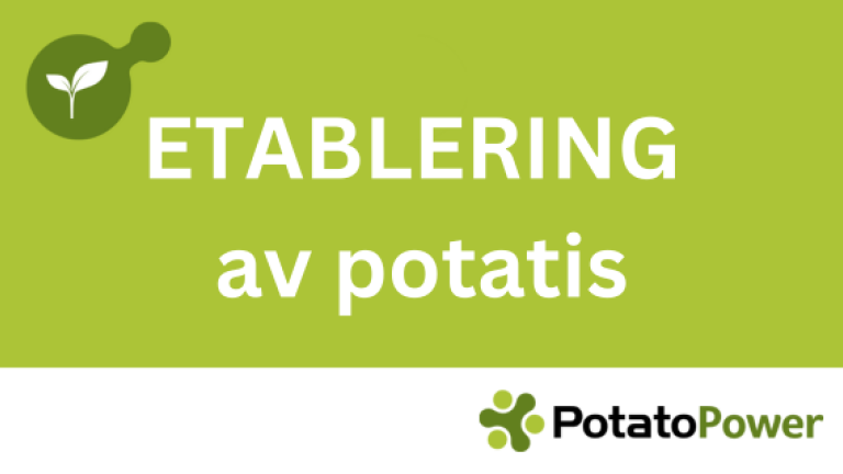 Etablering av potatis