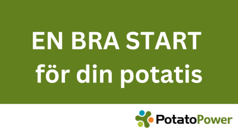 Potatis