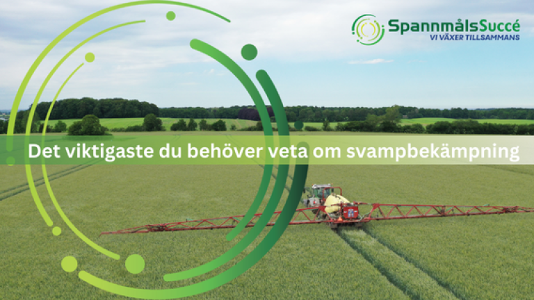 Det viktigste du behöver veta om svampbekåmpning