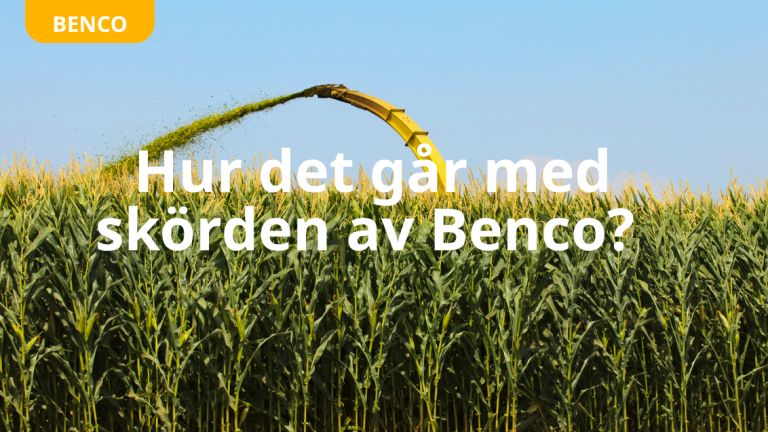 Skörd av Benco majs
