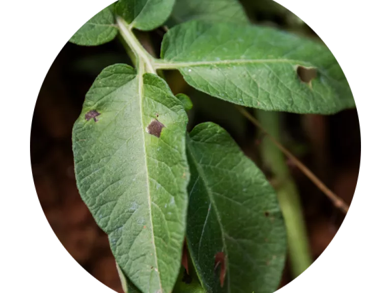 alternaria - potatisbladfläcksjuka