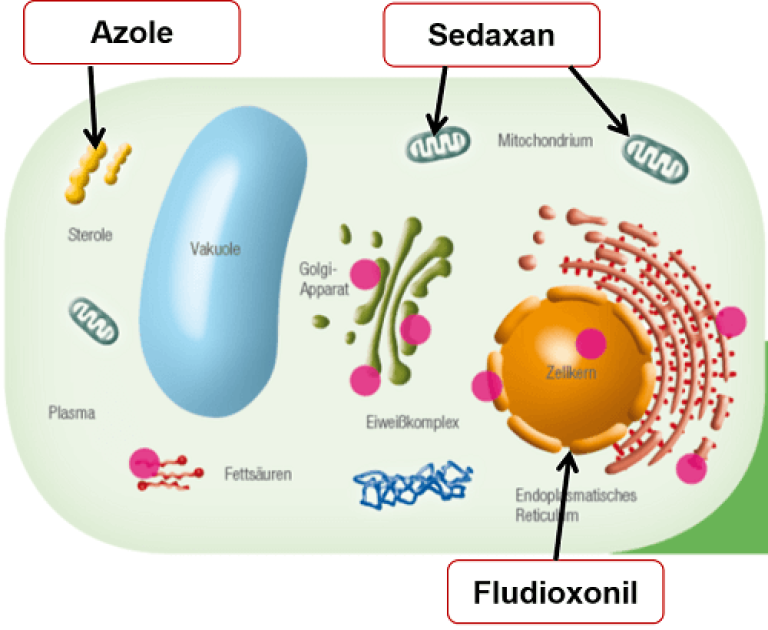 Bilden visar hur de olika aktiva substanserna (Fludioxonil, Sedaxan och Azole) angriper svampen i grödan