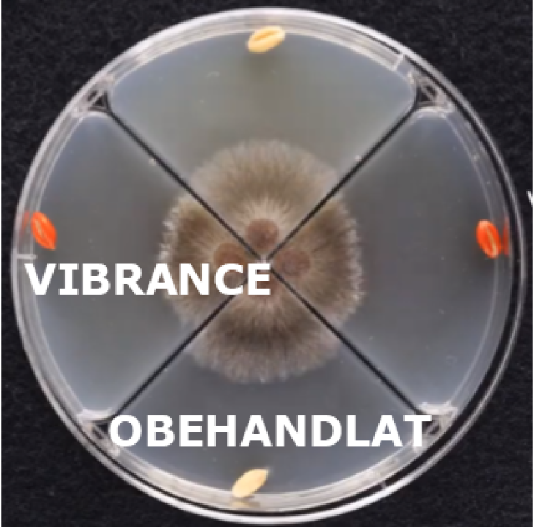 Vibrance mot rhizoctonia i vete labstudie