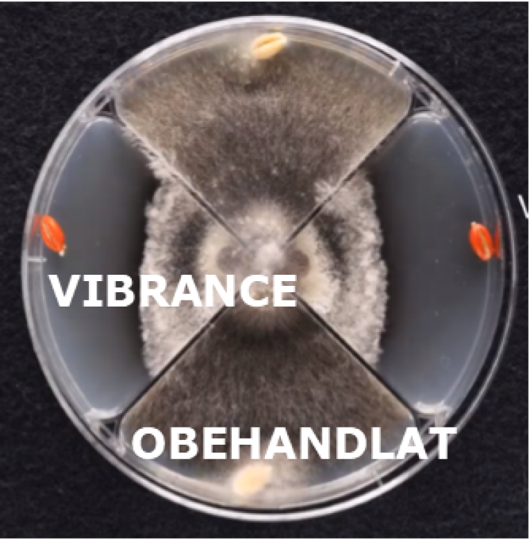 Vibrance mot rhizoctonia i vete labstudie