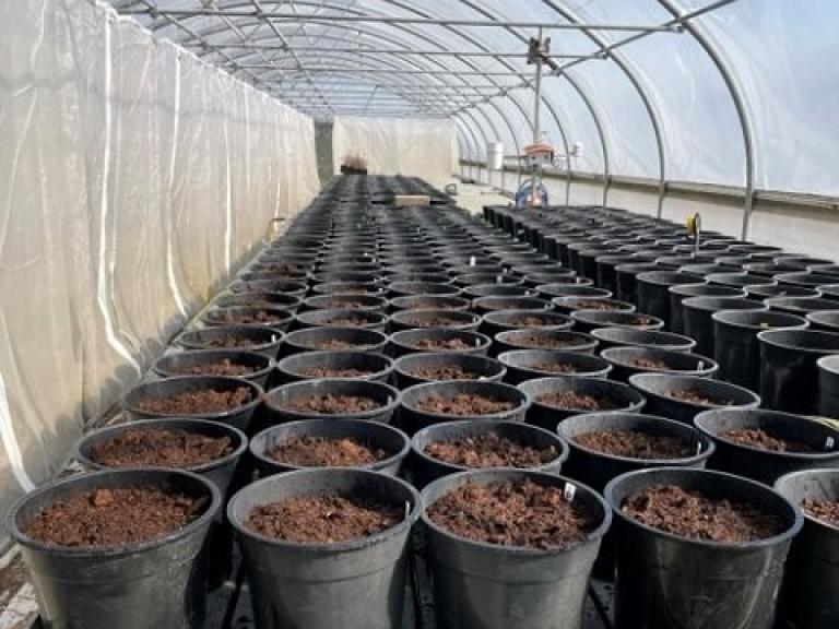 QUANTIS biostimulant