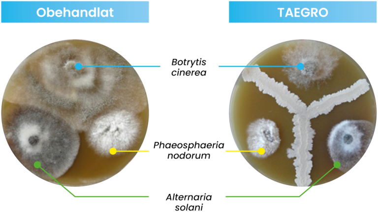TAEGRO biofungicid 