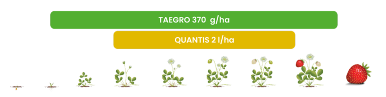 Grafik med växtstadier från frö till planta