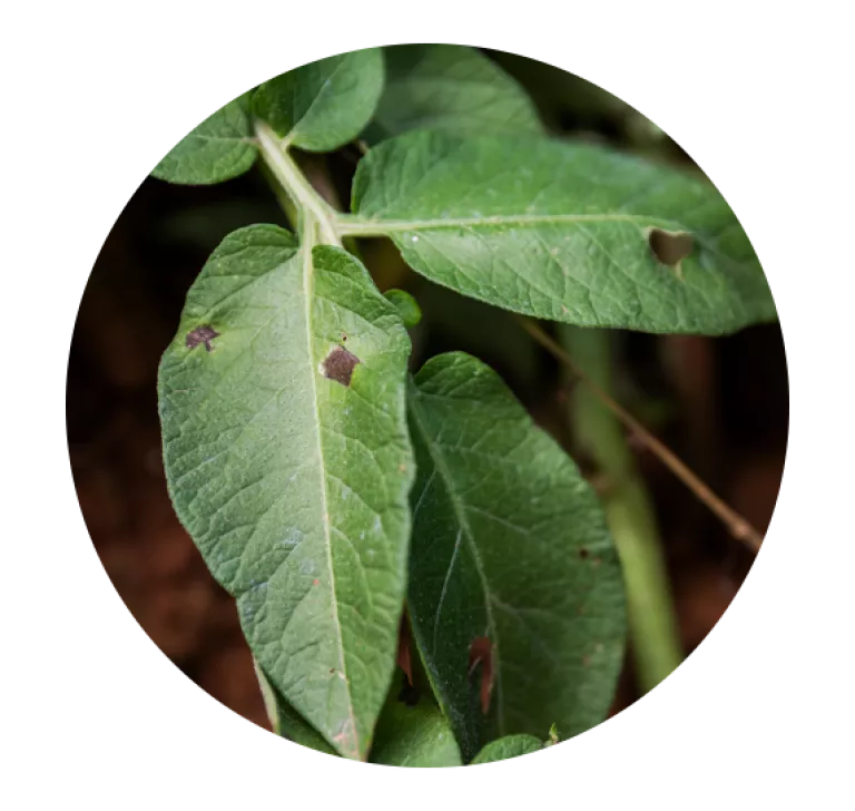 alternaria - potatisbladfläcksjuka