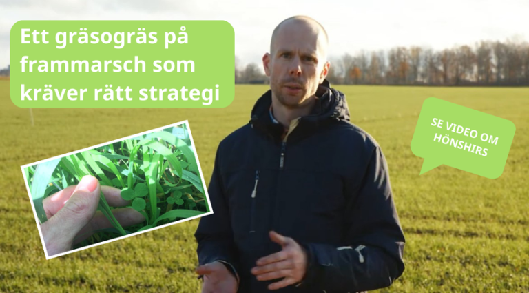 Hönshirs