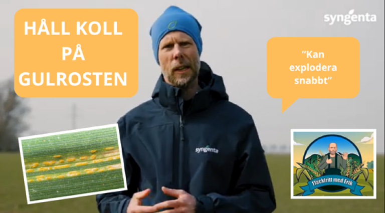 GULROST: Den tidiga smittan som kan sänka skörden rejält - Fläckfritt med Erik