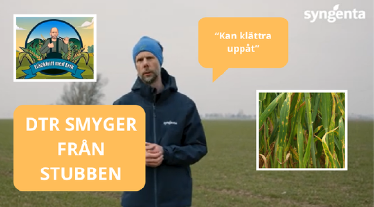DTR : Vetets bladfläcksjuka, smittan från stubben - Fläckfritt med Erik