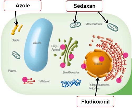 Bilden visar hur de olika aktiva substanserna (Fludioxonil, Sedaxan och Azole) angriper svampen i grödan
