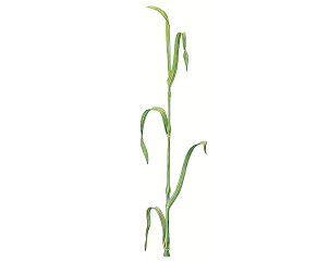 Tillväxtreglering vid flaggbladstadiet