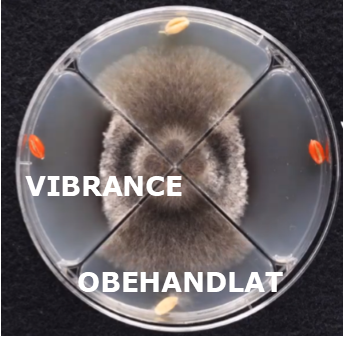 Vibrance mot rhizoctonia i vete labstudie