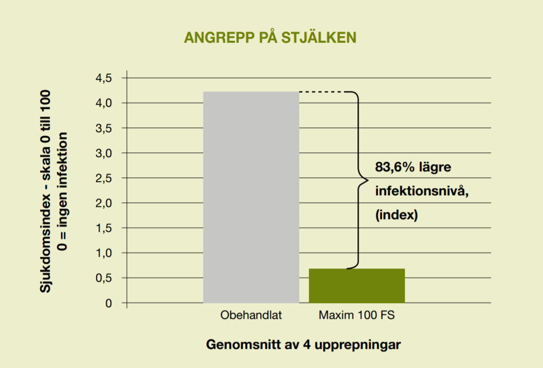 Maxim 100 FS och effekt på rotfiltsvampar 
