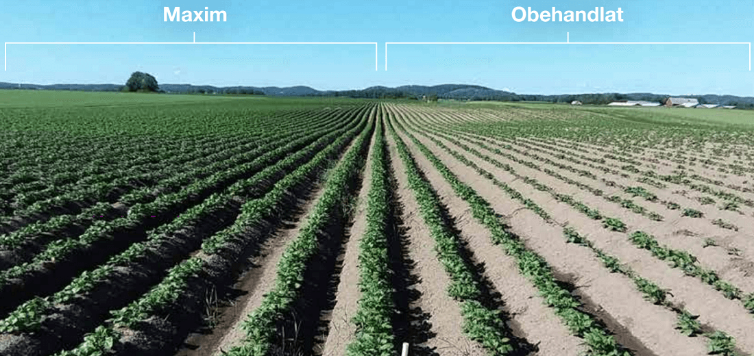 Maxim vs Obehandlat 