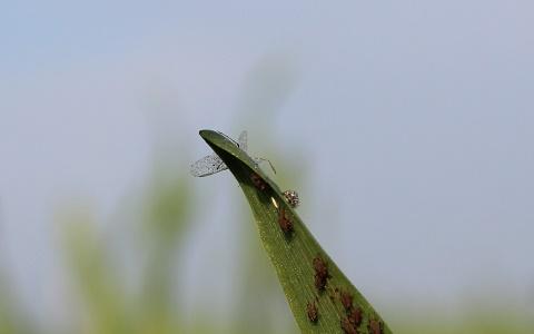 Bladlus