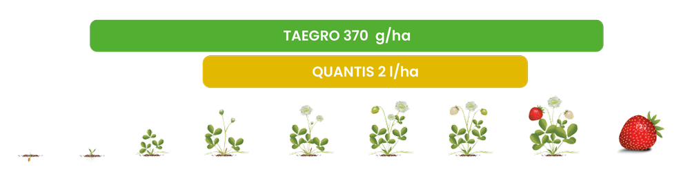 QUANTIS och TAEGRO i jordgubbar
