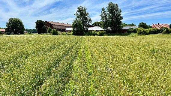 Vetemark med VIXERAN