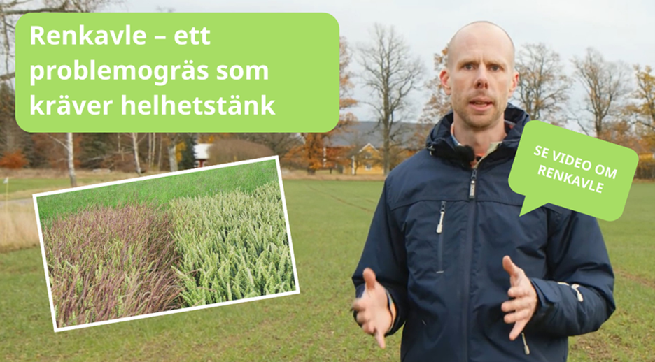Renkavle – ett problemogräs som kräver helhetstänk 