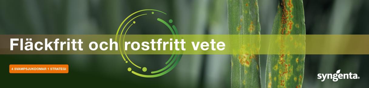 Fläckfritt och rostfritt vete fält